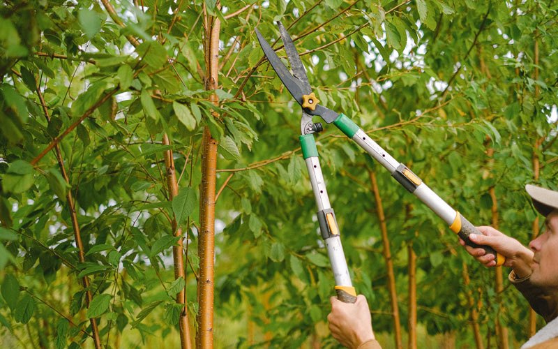Tree trimming in Cleverdale, NY