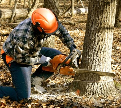 Tree Removal in Cleverdale, NY